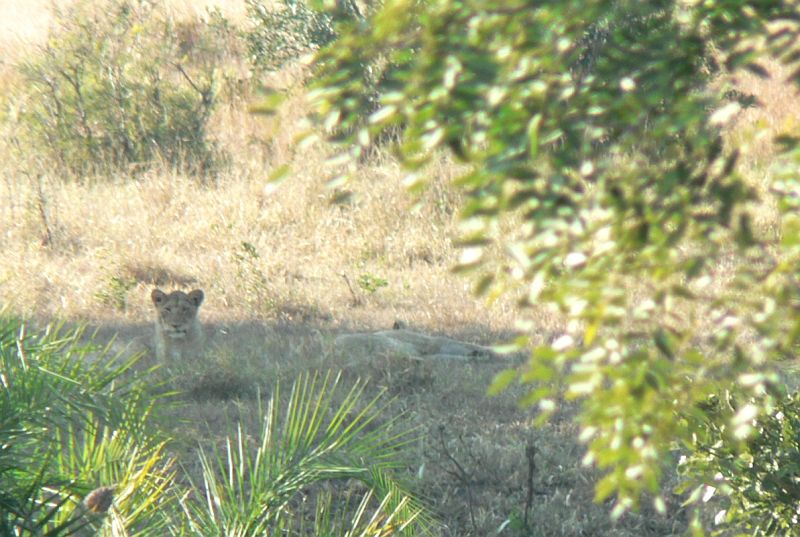 JAR 260_lev.JPG - Cílem každého návštěvníka parku je spatřit celou Velkou pětku. Hlavním představitelem je lev, pak je tam samozřejmě slon, nosorožec a poněkud překvapivě i buvol. Tyto 4 zvířata jsme už v polovině druhého dne spatřili, proto jsme se zaměřili na hledání i toho posledního. Můžu vám prozradit, že to se nám nepodařilo.